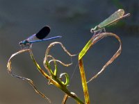 159 - RESTING DRAGONFLIES - JERSZI GABRIELLA - hungary <div